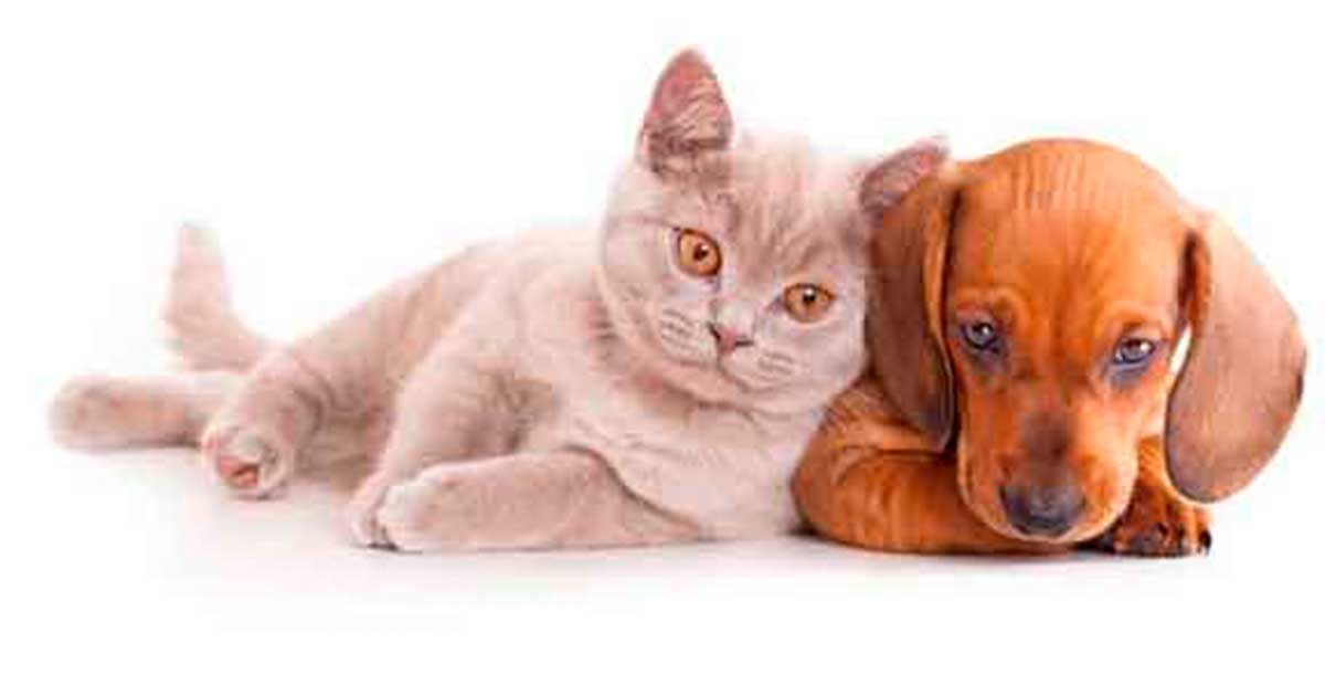 Perro y Gato - Mascotas Tuxpan