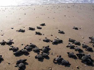 Campamento tortuguero, liberación de tortugas frente al restaurante Mar de Plata en Tuxpan
