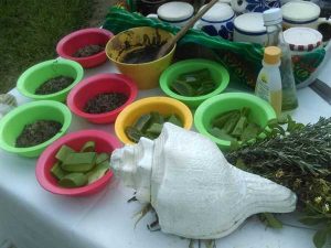 Hierbas medicinales para Temazcal en Tuxpan, Veracruz