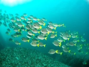 Buceo y Snorkel en los arrecifes de Tixpan Lobos