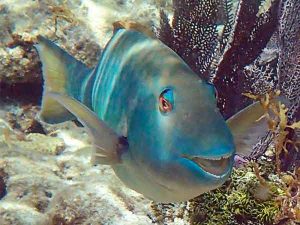 Snorkeleo y Buceo en el arrecife de Isla de Lobos (Tuxpan) - Pez sonriendo