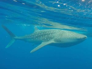 Snorkeleo y Buceo en el arrecife de Isla de Lobos (Tuxpan) - Tiburon Ballena
