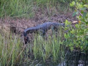 Paseos en lancha en Tuxpan Veracruz - Negretti - 25